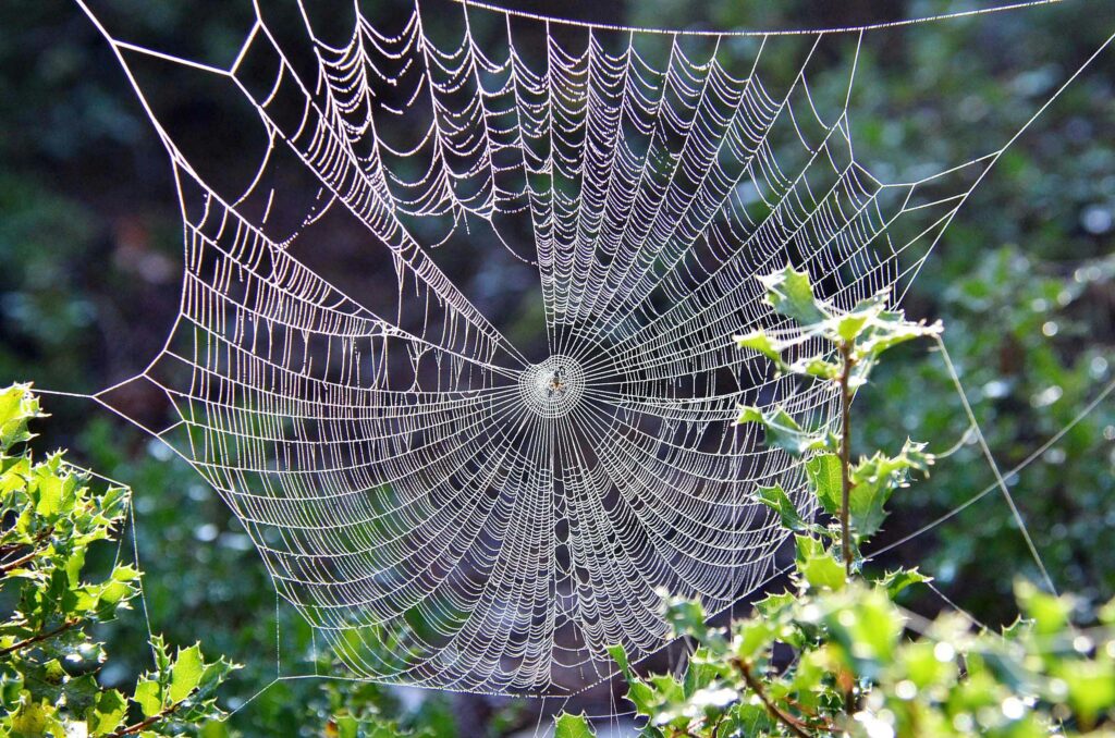 small business web design